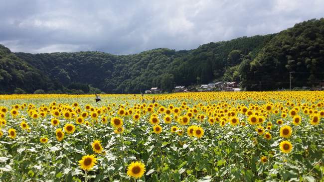 kimita sunflowers